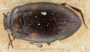 Media type: image;   Entomology 5986 Aspect: habitus dorsal view
